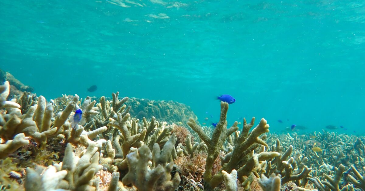 石垣島北部の海の中の様子