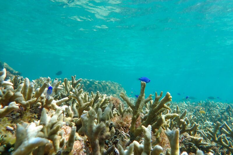 石垣島北部の海の中の様子