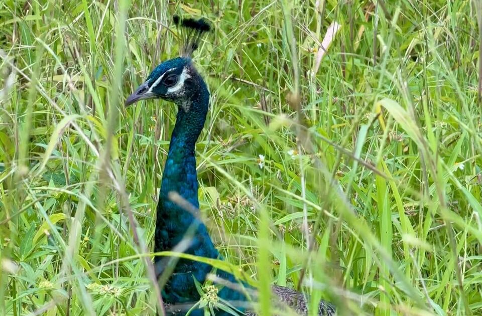 石垣島の野良クジャク