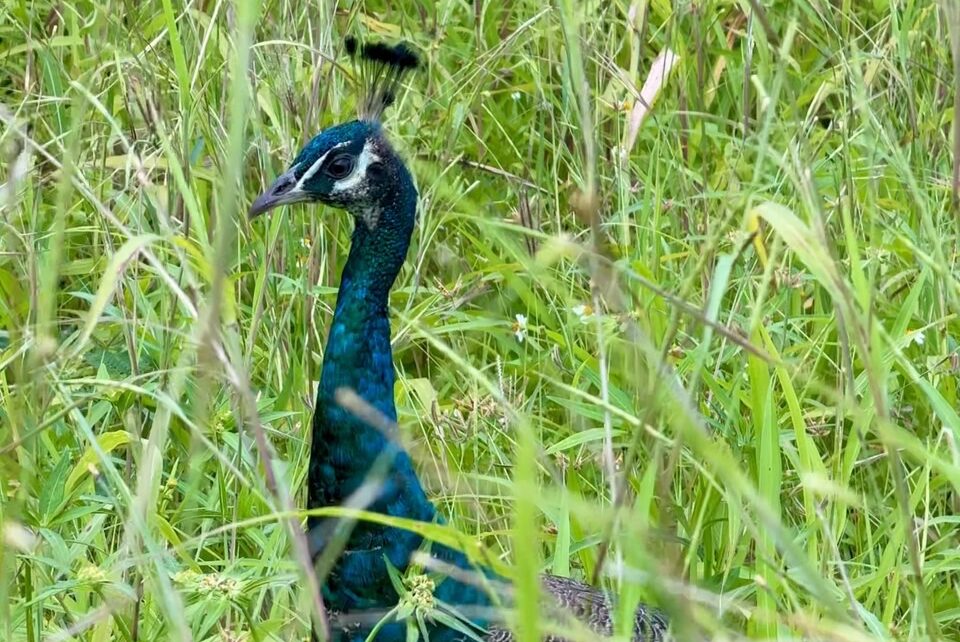 石垣島の野良クジャク