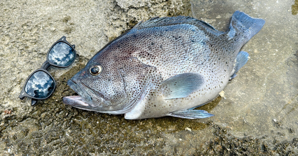 石垣島北部で釣れたツチホゼリ