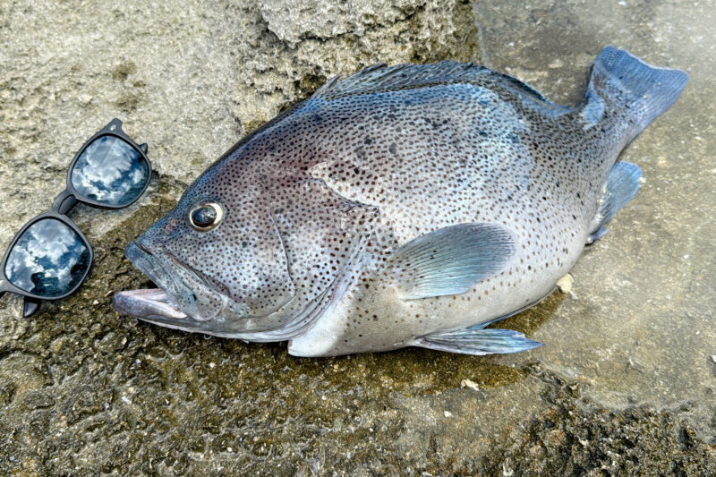 石垣島北部で釣れたツチホゼリ