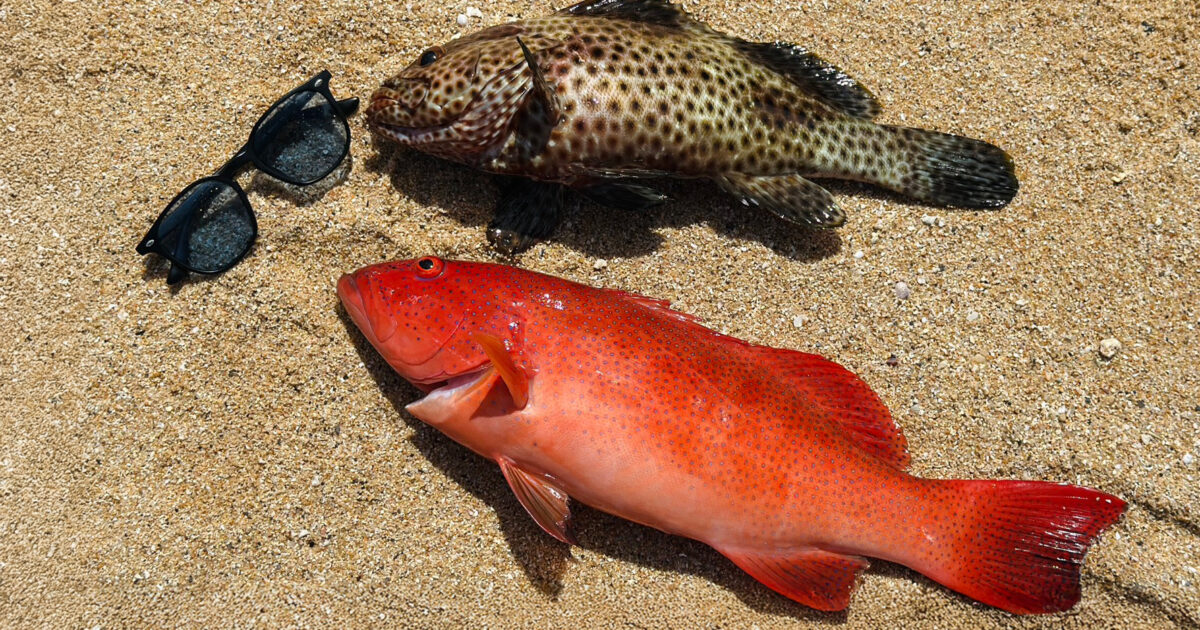 石垣島北部で釣れたアカジンとシロブチハタ