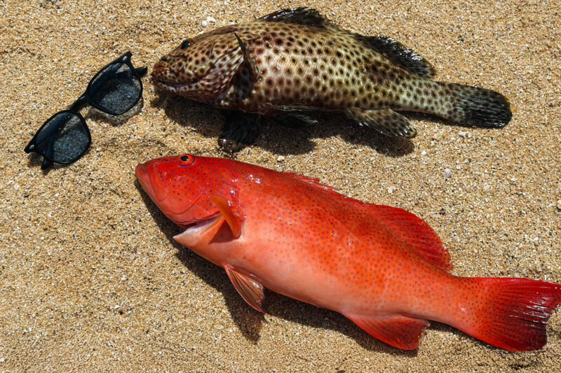 石垣島北部で釣れたアカジンとシロブチハタ