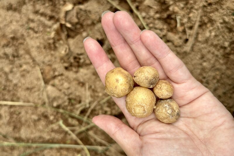 ズボラ菜園で収穫したジャガイモ