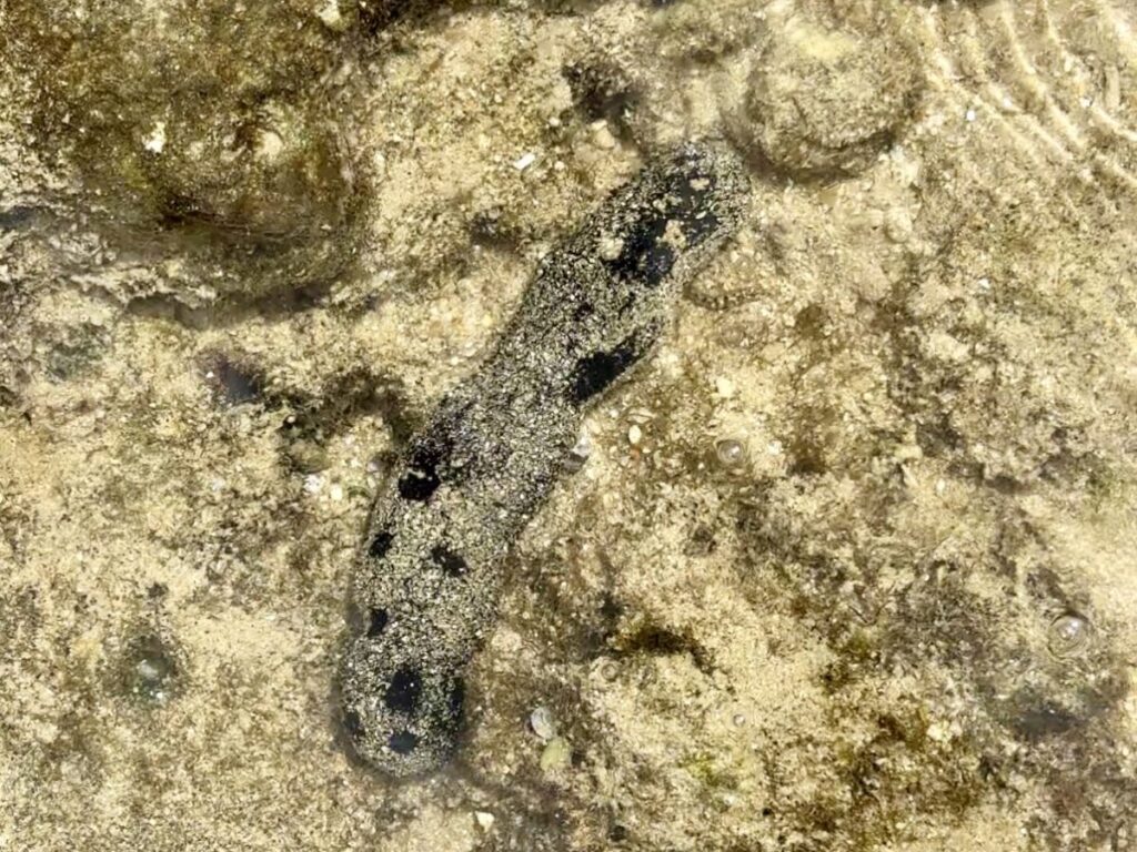 石垣島北部の海のナマコ