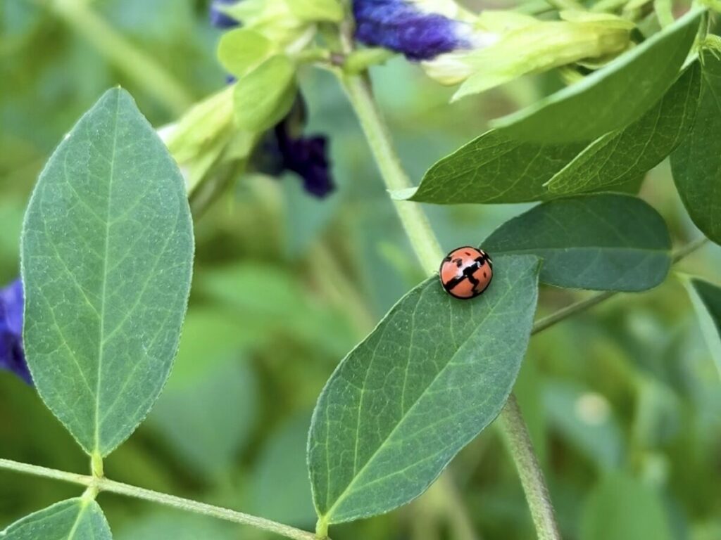 バタフライピーの葉を移動するダンダラテントウ