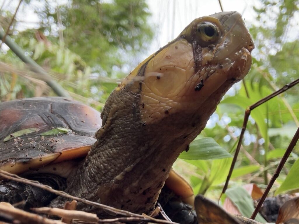 石垣島のヴィラの庭に現れた、天然記念物のセマルハコガメ