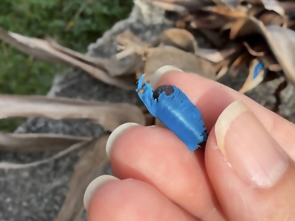 石垣島で11月に発見された、タビビトノキの鮮やかな空色の種