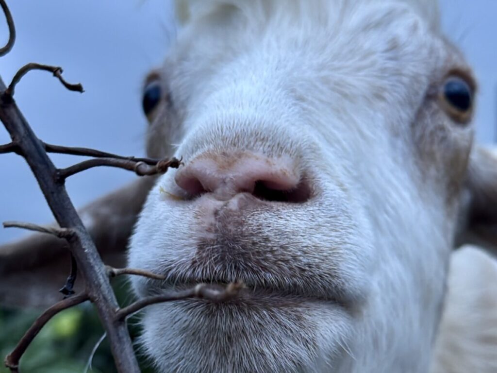 石垣島のヴィラで暮らす、愛らしい表情の除草隊ヤギたち