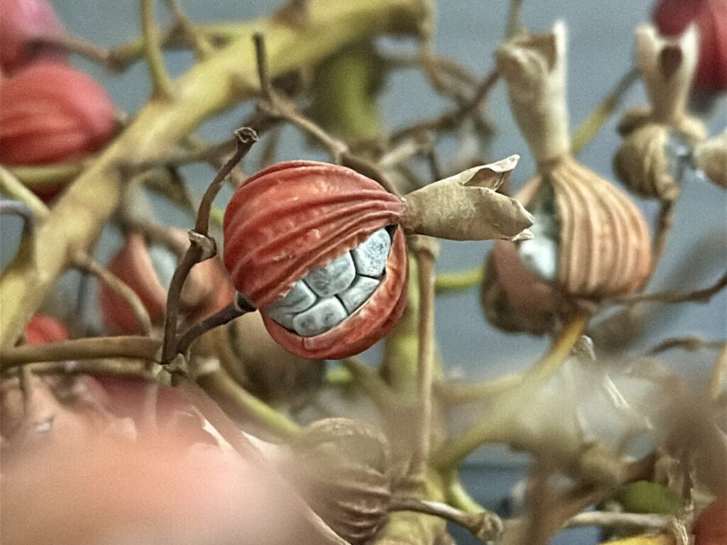 石垣島の11月、鮮やかなオレンジ色に色づいた月桃の実の房