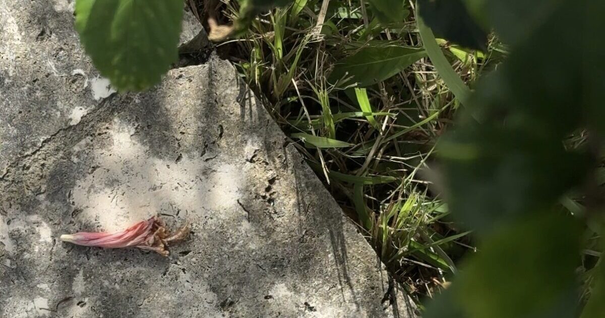 木漏れ日と落ちたハイビスカスの花