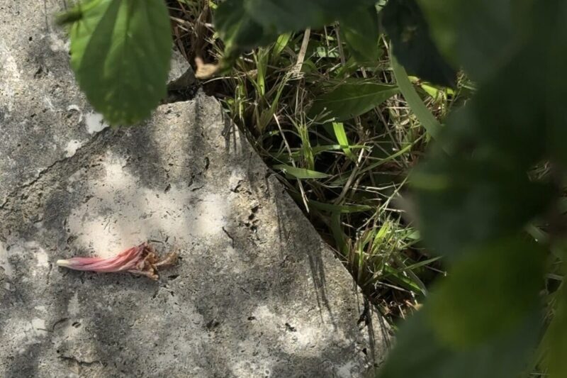 木漏れ日と落ちたハイビスカスの花