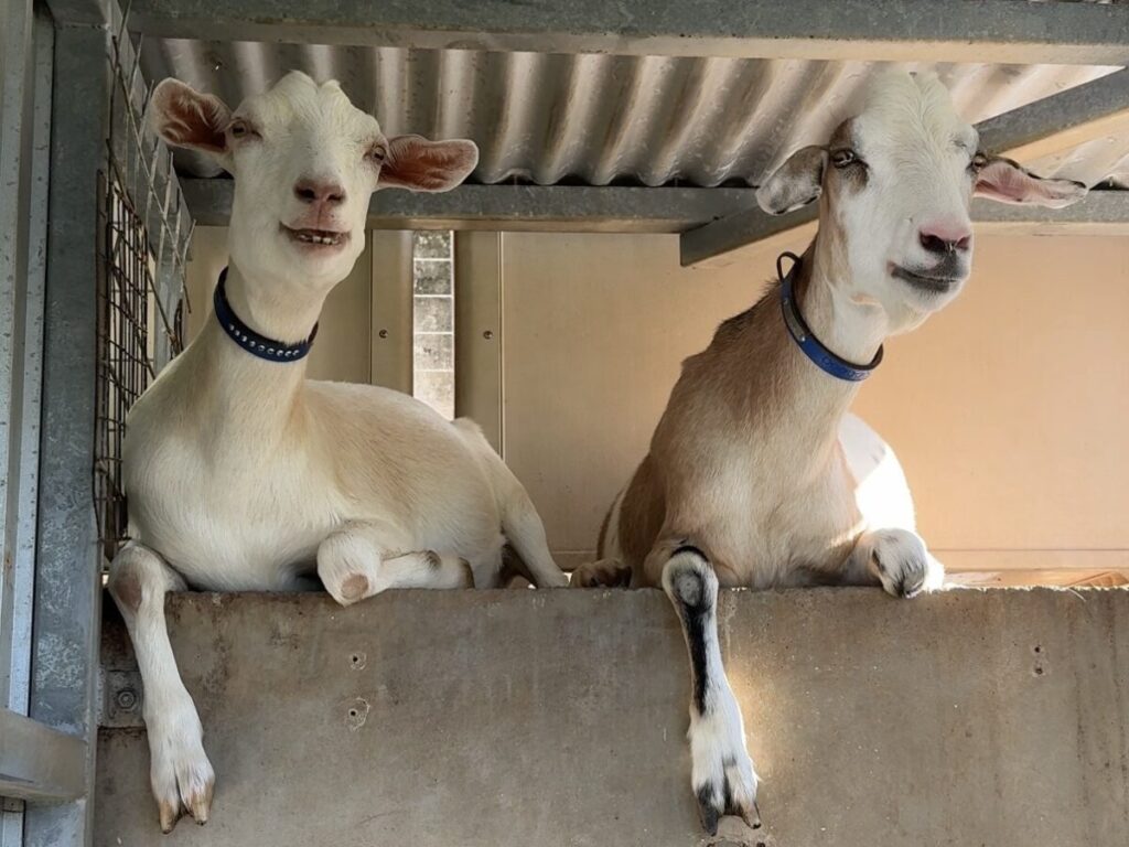 ヤギ兄弟のティーダ(左)とラヴィ(右)