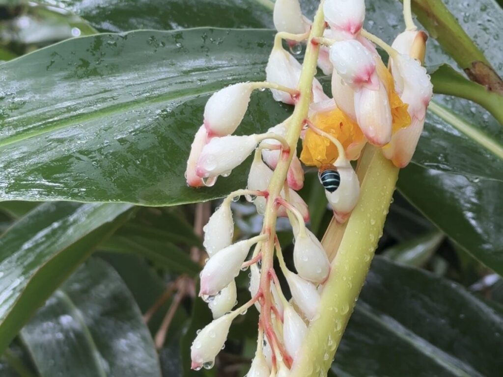 月桃の花とアオスジコシブトハナバチ