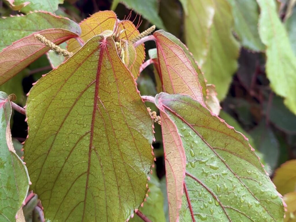 ヤギも大好きニシキアカリファの葉