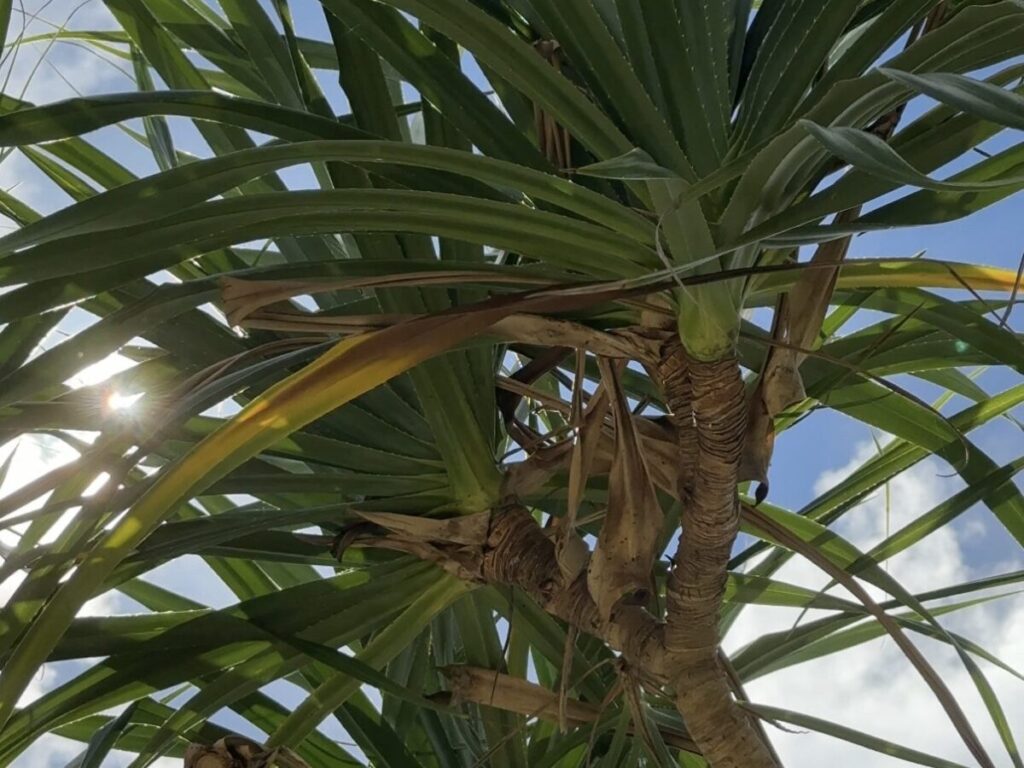 島の手仕事品でも大活躍のタコノキ