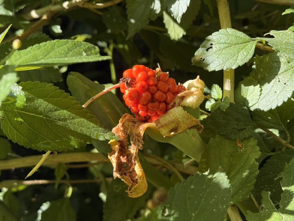 オレンジが美しいクワズイモの実