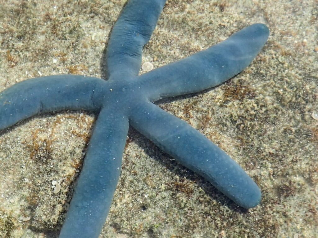 石垣島の海でくつろぐアオヒトデ