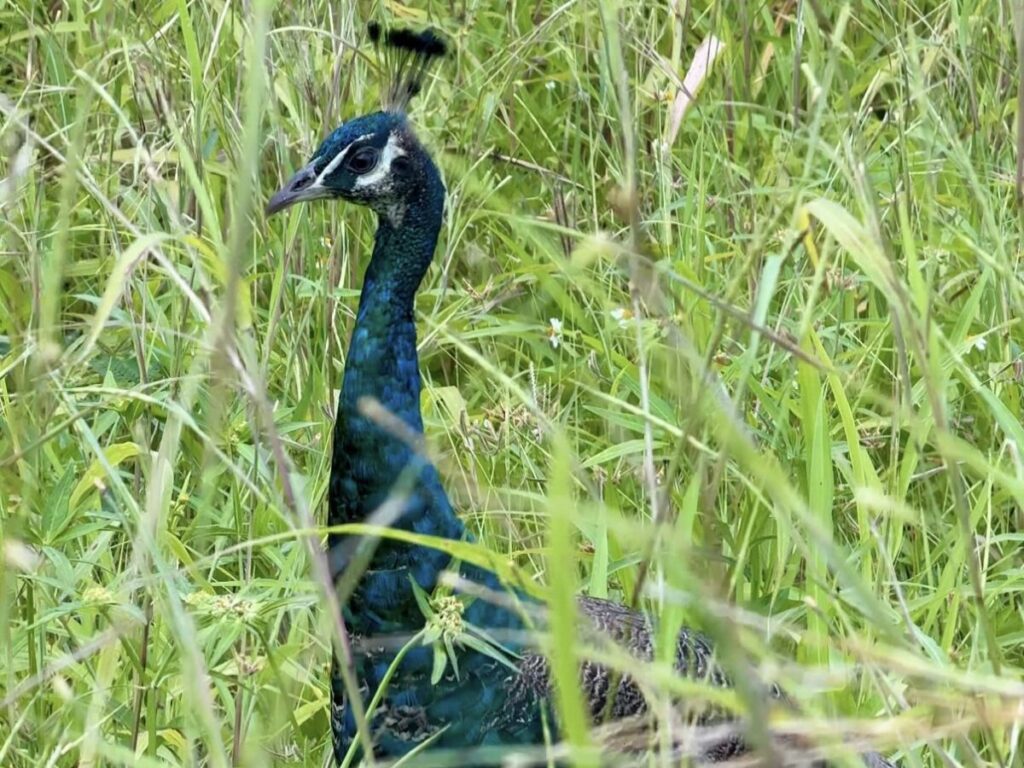 石垣島で出会う野生化したインドクジャク