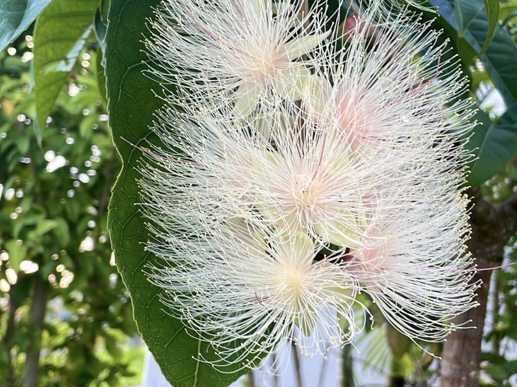 ヴィラ開業5年目でようやく咲いたサガリバナ