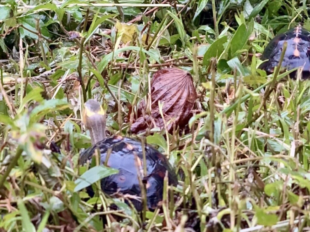 雨の中、庭に遊びに来たセマルハコガメ