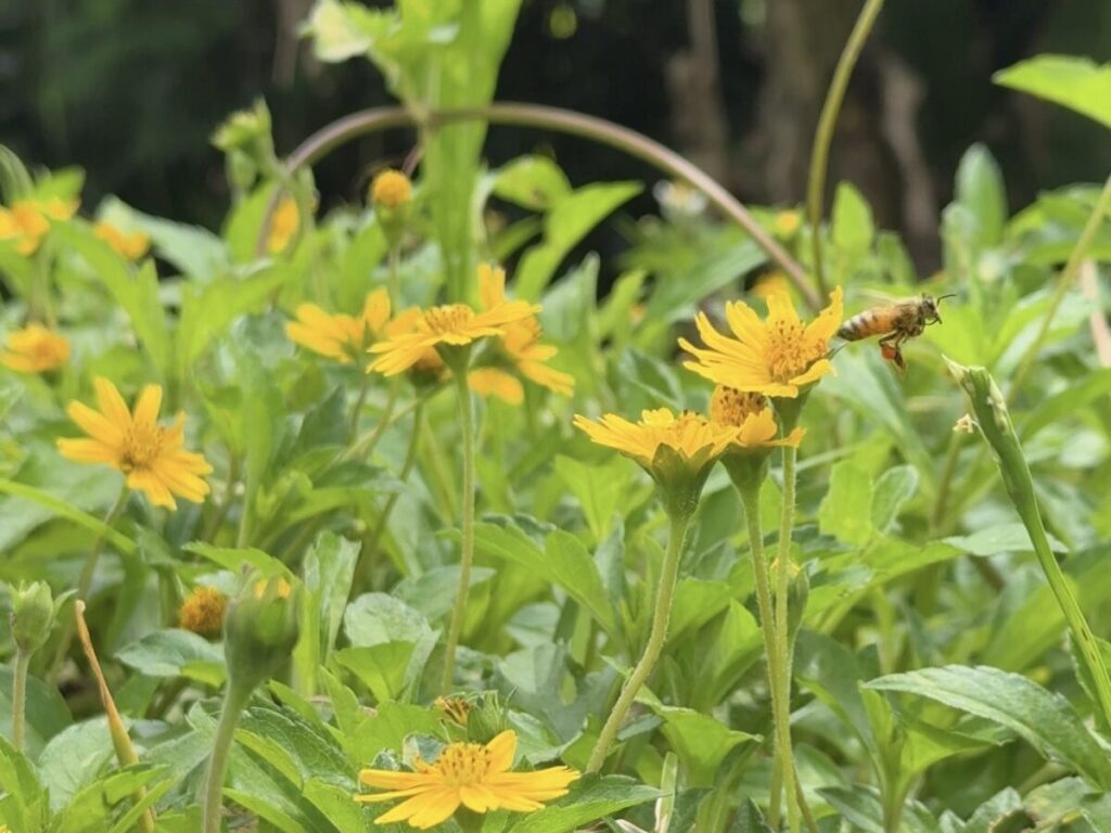 花粉団子をつけたミツバチ