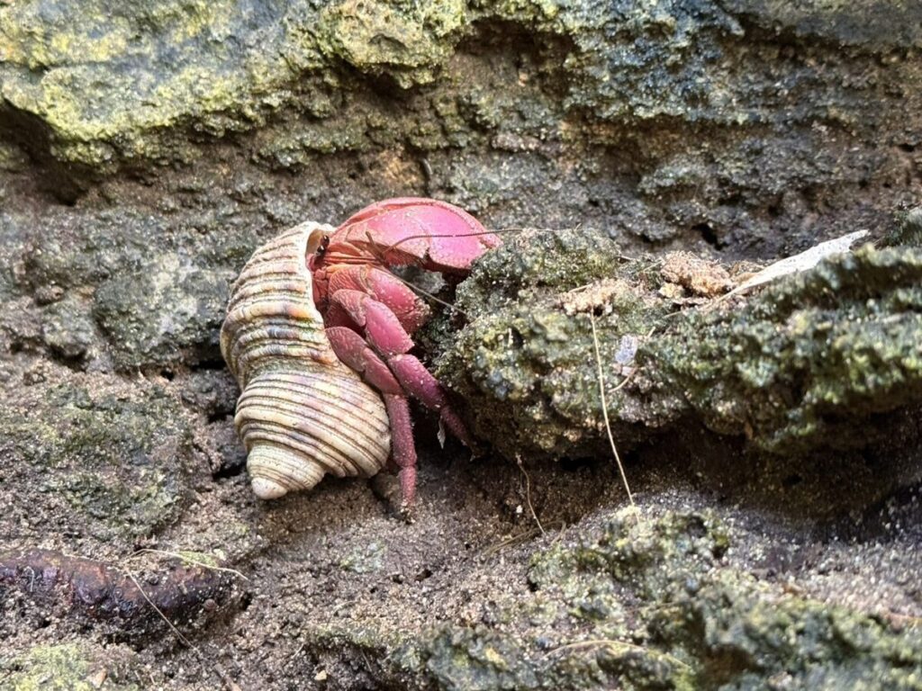 脱皮したてでまだ赤い体のムラサキオカヤドカリ