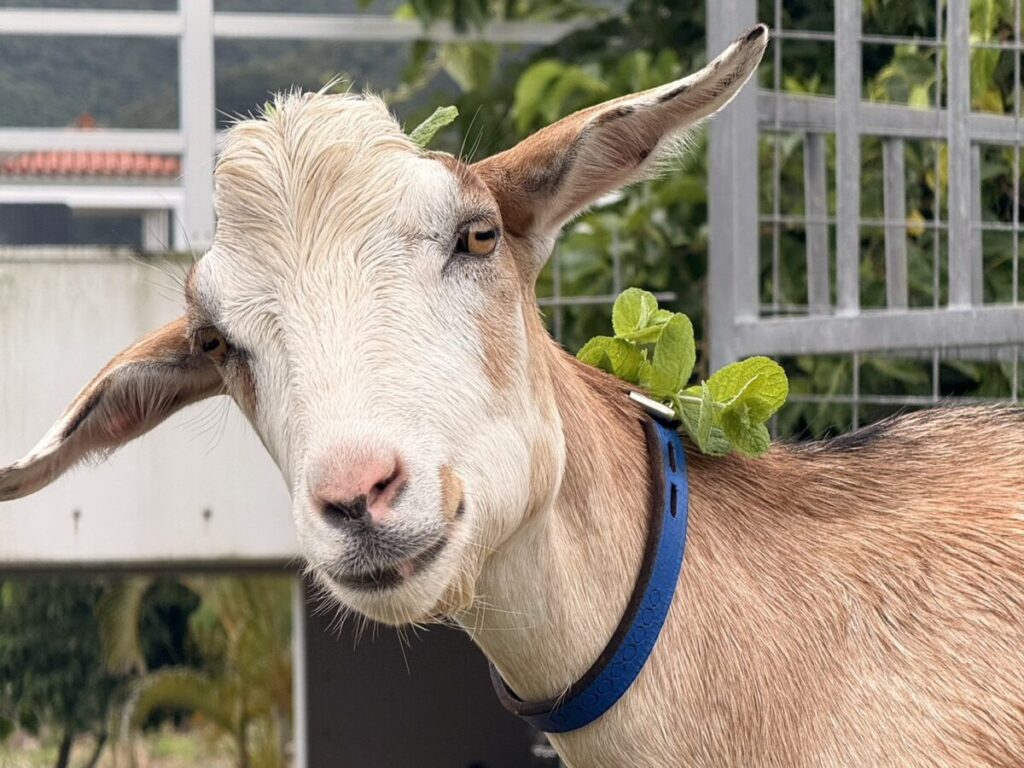 虫よけにミントを付けたヤギのラヴィ