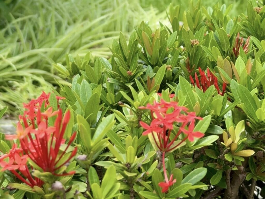 サンダンカの花