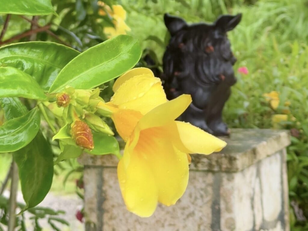 アラマンダとシーサー