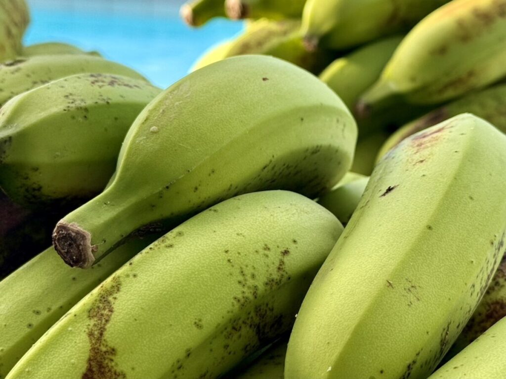 収穫したての石垣島産バナナ