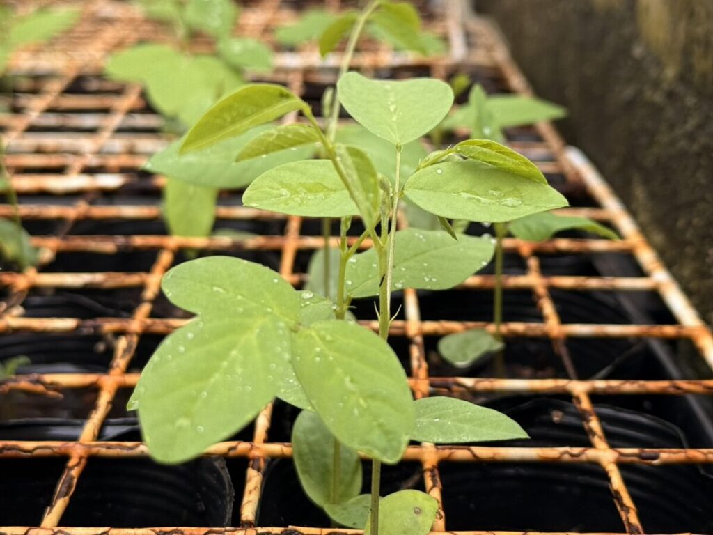 バタフライピーの苗