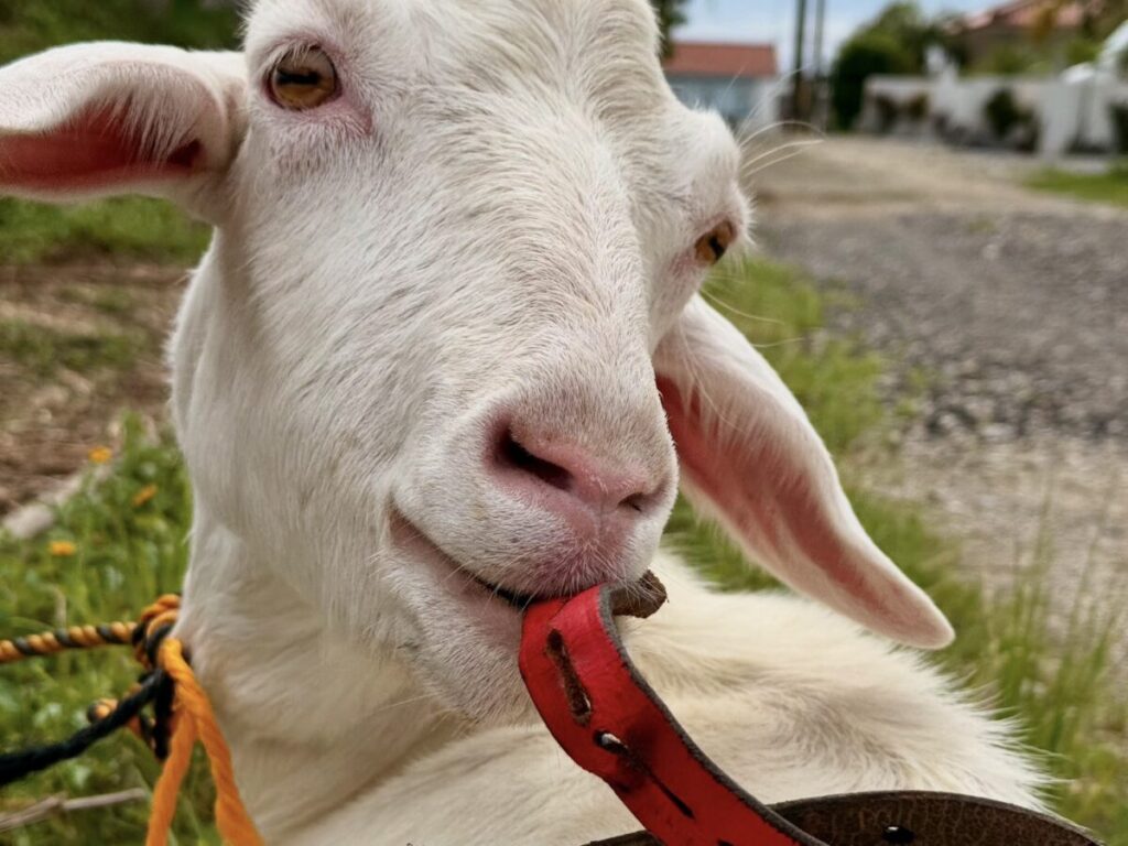 自分で壊した首輪で遊ぶヤギのユイ