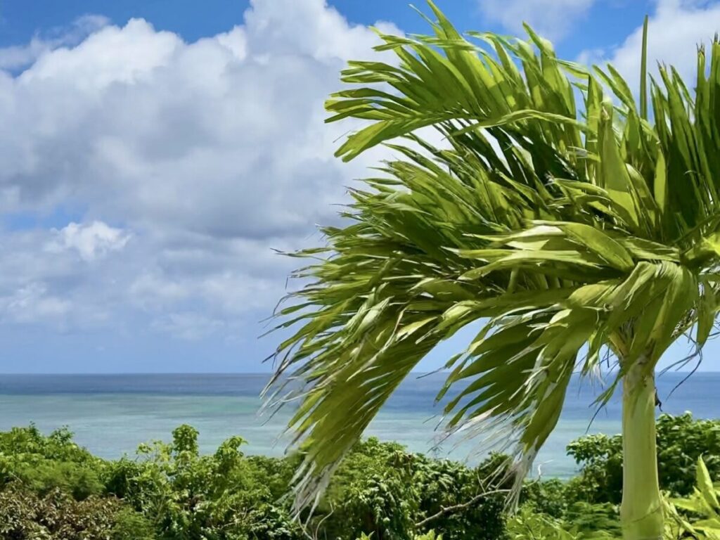 カーチバイに煽られるヤシの葉