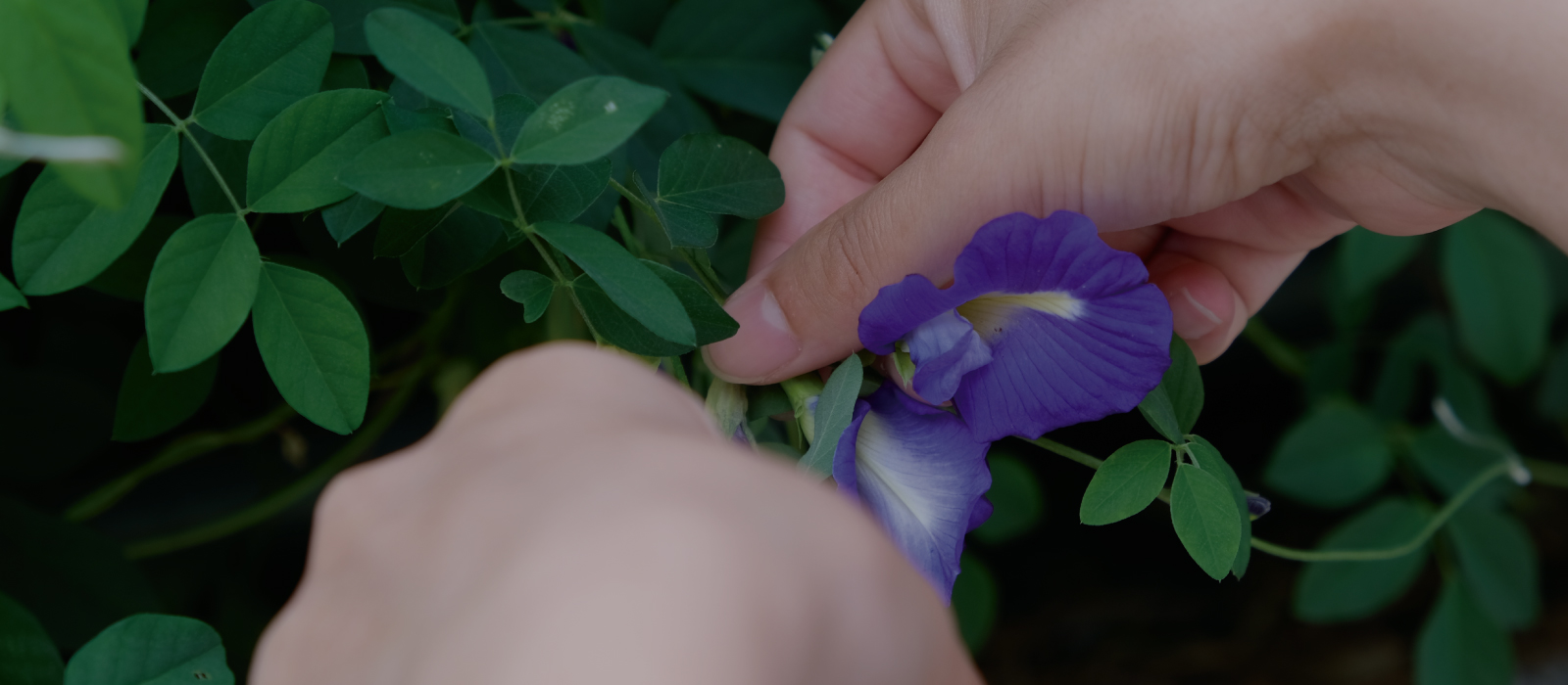 庭のバタフライピーを収穫