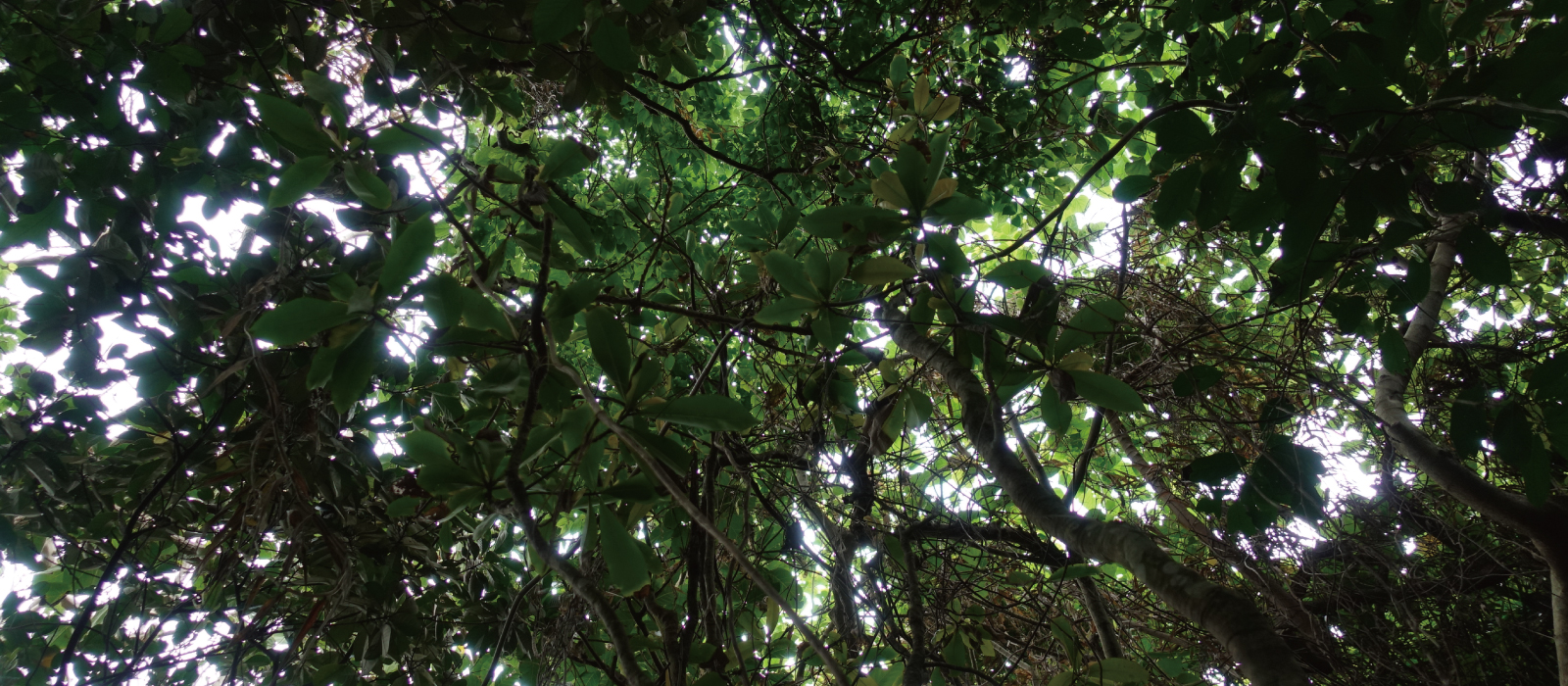 石垣島北部のジャングル