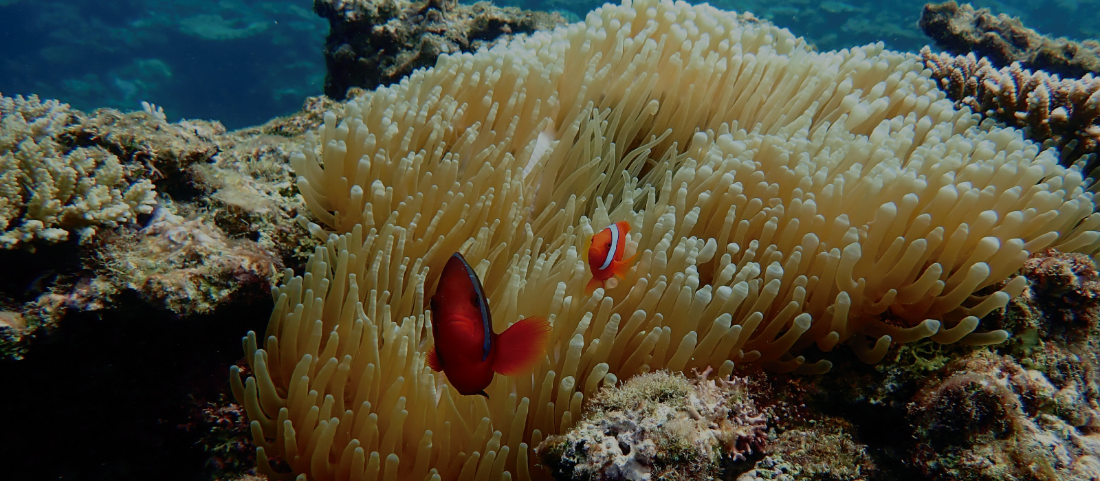 石垣島北部の海で出会えるハマクマノミ