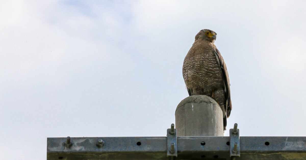電柱にとまるカンムリワシ