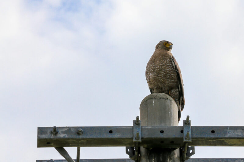電柱にとまるカンムリワシ