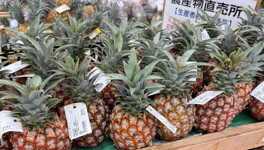 旬を迎えた石垣島産パイナップル