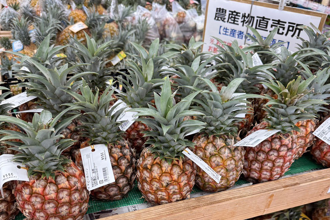 旬を迎えた石垣島産パイナップル